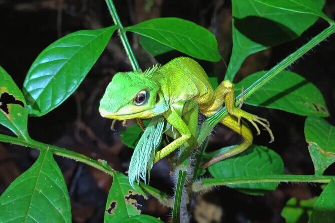Night Froggy Adventure at Kubah National Park - A night walk in Kubah National Park starts with the right mindset