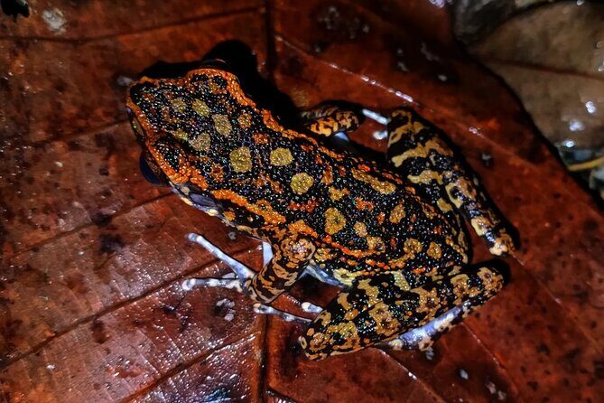 Night Froggy Adventure at Kubah National Park - Stop 2: the main rainforest walk and the frog-spotting rhythm