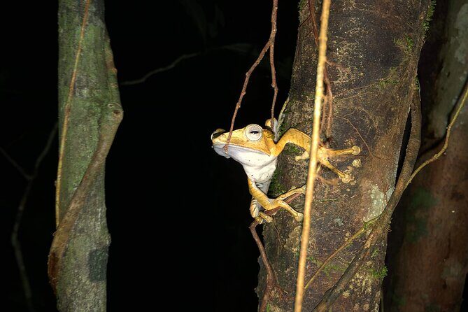 Night Frogs Tour at Kubah National Park - Key things that make this tour worth your time