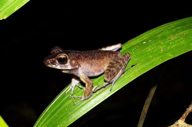 Night Frogs Tour at Kubah National Park - Stop 1 at Kubah National Park: the frog hunt in streams and ponds