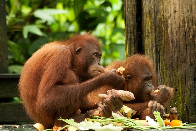 Orang Utan Island and Perak Tong Cave From Kuala Lumpur - The Big Picture: What This Day Trip Really Delivers