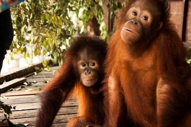 Orang Utan Island and Perak Tong Cave Temple Day Tour from Kuala Lumpur - Price and value: what you’re really paying for