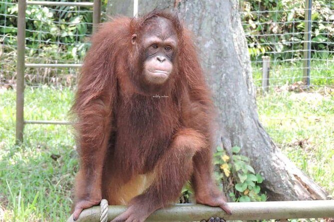 Orang Utan Island and Perak Tong Cave Temple Day Tour from Kuala Lumpur - Orang Utan Island (Bukit Merah): what the sanctuary visit feels like
