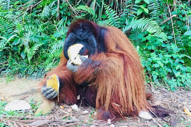 Orang Utan Island and Perak Tong Cave Temple Day Tour from Kuala Lumpur - Meals and pacing: lunch, walking level, and family fit