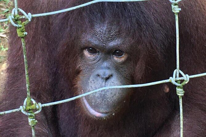 Orang Utan Island Day Tour - Price and time realism from KL: enjoy it more if you know what you’re trading
