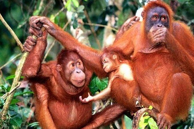 Orang Utan Island Day Tour - Bukit Merah Orang Utan Island Foundation: conservation you can see with your own eyes
