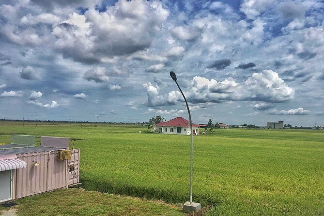 Paddy Field, Fishing Village Sekinchan DAY Tour Lunch (SIC-Shared/Join In Tour) - When the paddy fields look their best (green vs golden)