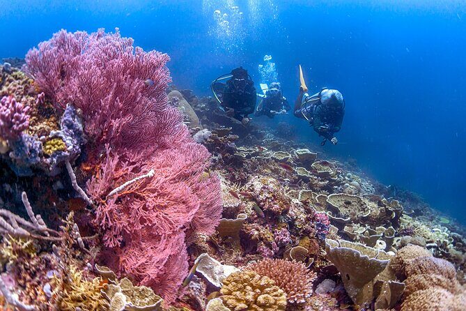 PADI Advanced Open Water Course Kota Kinabalu - Night Water Session: The Fun Option With a Headcount Condition
