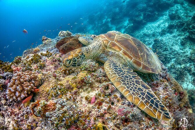PADI Advanced Open Water Course Kota Kinabalu - Price and Value: Is $407.34 a Good Deal?