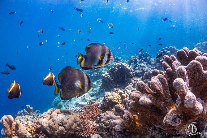 PADI Advanced Open Water Course Kota Kinabalu - Boat Schedule and the Rhythm of Six Underwater Training Sessions