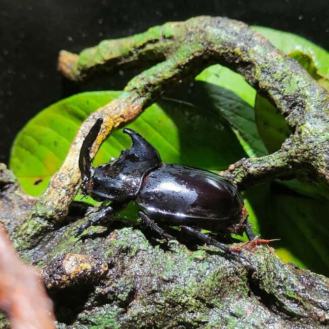Penang: Entopia General Admission Tickets - Key things that make Entopia worth your time