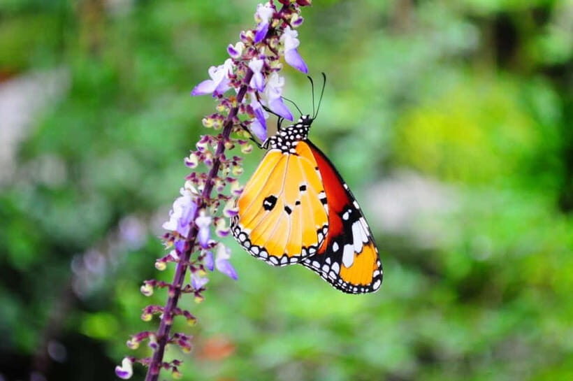Penang: Entopia General Admission Tickets - How Entopia turns insects and butterflies into a real day out