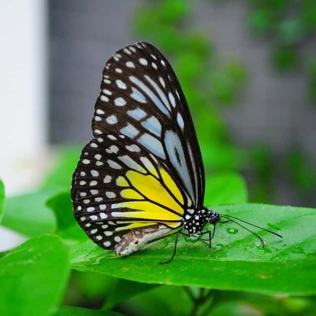 Penang: Entopia General Admission Tickets - Biodiversity you can actually notice: fauna, flora, and ecosystems