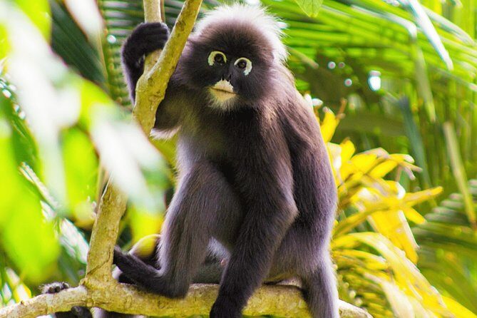 Penang Hill Funicular Ticket - Habitat and Rainforest Walks: Where the Wildlife Moments Happen