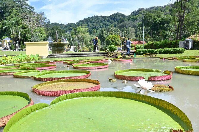 Penang Nature Escape: Penang Hill, Botanical Gardens & Ferringhi - A Note on Timing, Changes, and What Happens If Plans Slip