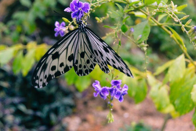 Penang Round Island Tour With Tropical Spice Garden & Entopia Butterfly Farm - Key things to know before you go