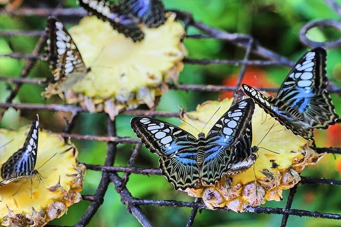 Penang Round Island Tour With Tropical Spice Garden & Entopia Butterfly Farm - Price and value: what $91 per person includes
