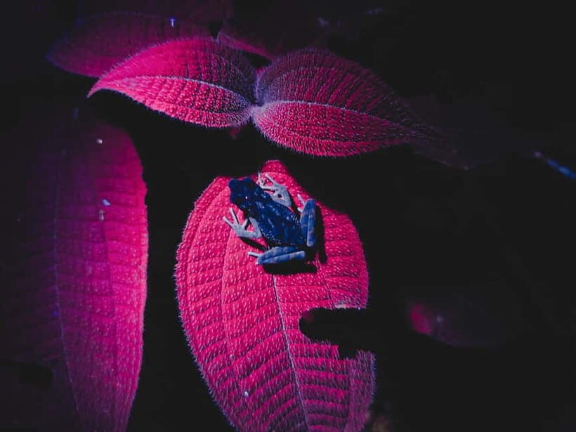 Penang: The Habitat Penang Hill Entry Ticket - Wildlife in the UNESCO biosphere reserve: how to spot dusky leaf monkeys