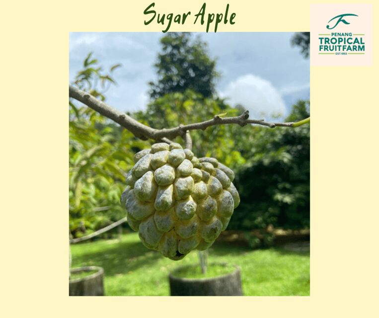 Penang: Tropical Fruit Farm Ticket - Key Things I’d Focus on Before You Go