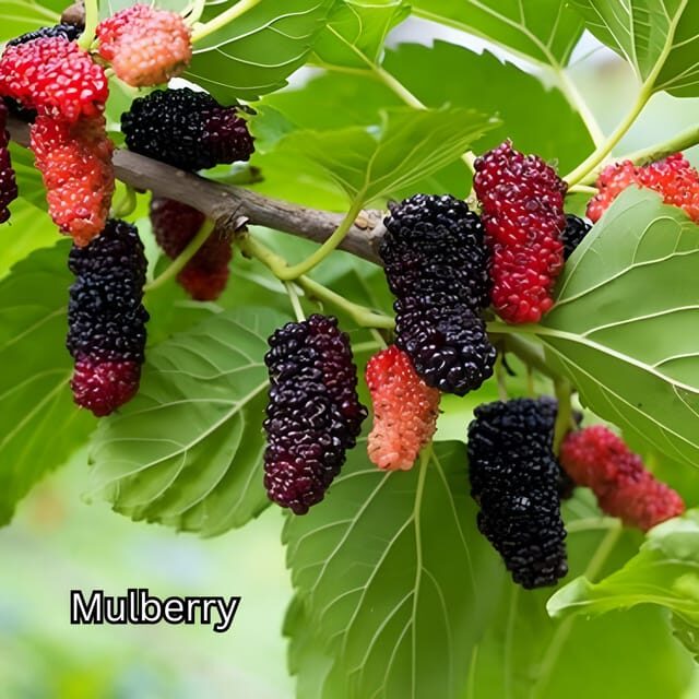 Penang: Tropical Fruit Farm Ticket - Getting to Teluk Bahang Without Losing Your Day