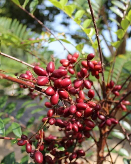 Penang: Tropical Fruit Farm Ticket - Sustainable Agriculture and Agro Tourism: The Point of the Lesson