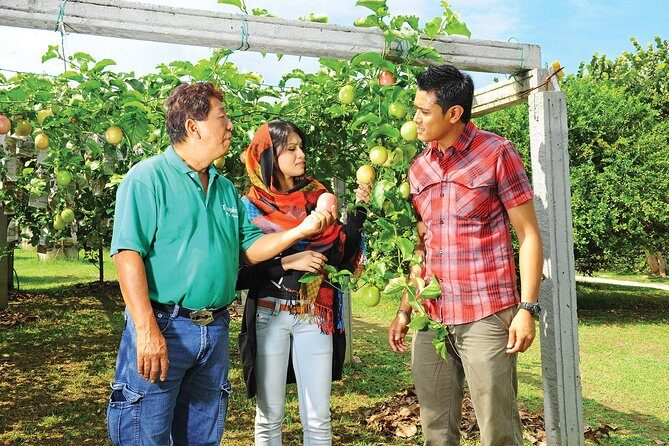 Penang Tropical Fruit Farm with Fruit Tasting - Key things I’d circle before you go