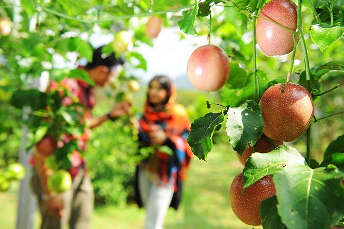 Penang Tropical Fruit Farm with Fruit Tasting - Weather and daily reality: why your fruit tasting can vary