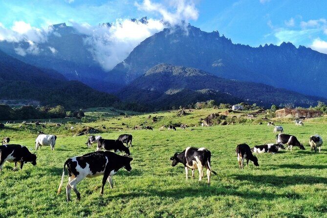 Private Desa Dairy Farm, Kinabalu National Park, Hot Spring & Canopy Walk Tour - A 9.5-hour Kinabalu day that actually breathes