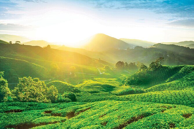 Private Full-Day Cameron Highlands Nature Tour from Kuala Lumpur - Meet in Kuala Lumpur and Head Out: The Start That Sets the Tone