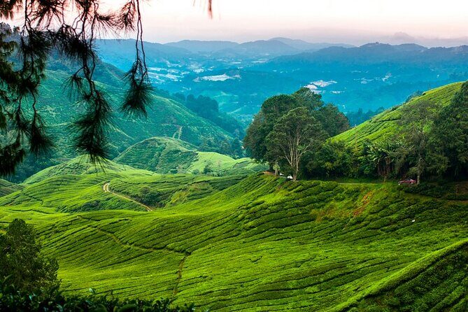 Private Full-Day Cameron Highlands Nature Tour from Kuala Lumpur - Ringlet and the Orang Asli Visit: Semai Culture in a Real-World Setting