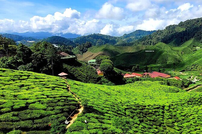 Private Full-Day Cameron Highlands Nature Tour from Kuala Lumpur - Tea Country at Cameron Valley/Bharat Estate: Views, a Walk, and Tea Shop Stops