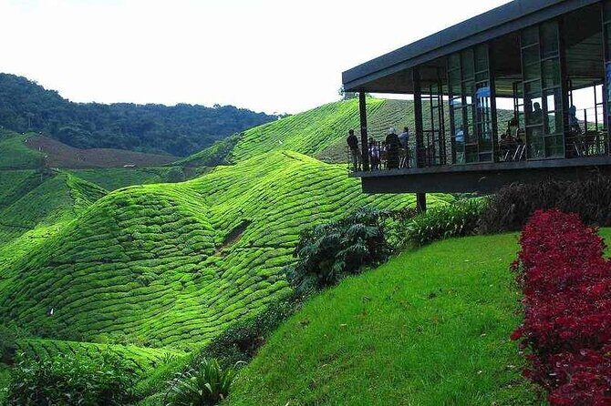 Private Full-Day Cameron Highlands Nature Tour from Kuala Lumpur - Tapah to Ringlet: Curvy Roads, Quick Views, and Why the Driver Matters