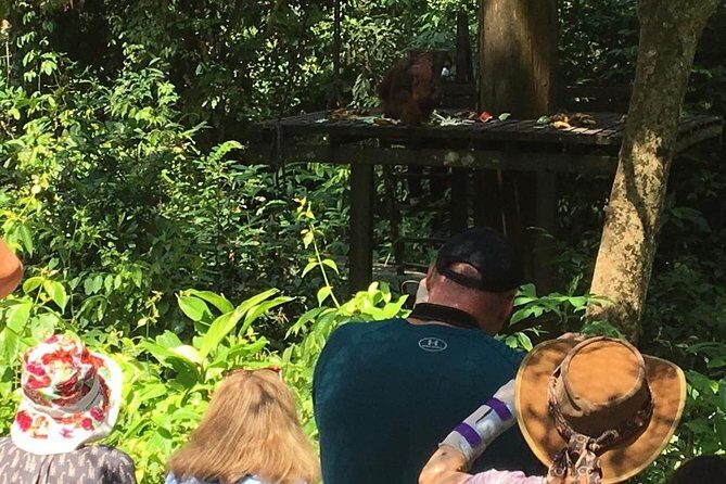 Private Full Day Sepilok Orang Utan, Bornean Sun Bear and Rainforest Discovery Center Tour - A One-Day Circuit for Orangutans, Sun Bears, and Borneo Plants