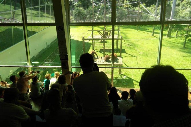 Private Full Day Sepilok Orang Utan, Bornean Sun Bear and Rainforest Discovery Center Tour - Stop 1: Sepilok Orangutan Rehabilitation Centre and What You’ll Actually See