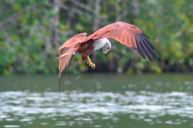 Private Langkawi Mangrove Forest Boat Tour Tg Rhu with Lunch - Gua Kelawar Bat Cave: Quick, Atmospheric, and Best With the Right Expectations