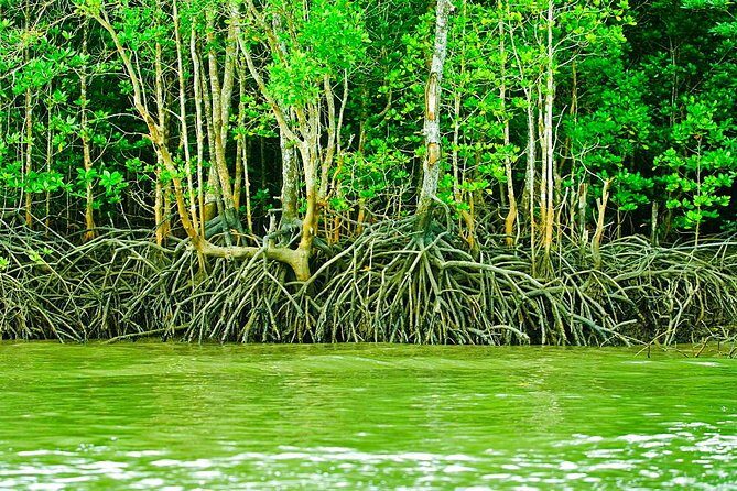 Private Mangrove Tour 3 Hour (max 8 People) - Entering the 550-Million-Year Mangrove Site and Seeing Limestone Up Close