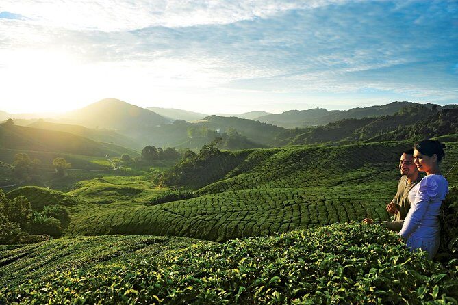 Private Nature Trip to Cameron Highlands from Kuala Lumpur - Why Cameron Highlands feels like a different world from KL