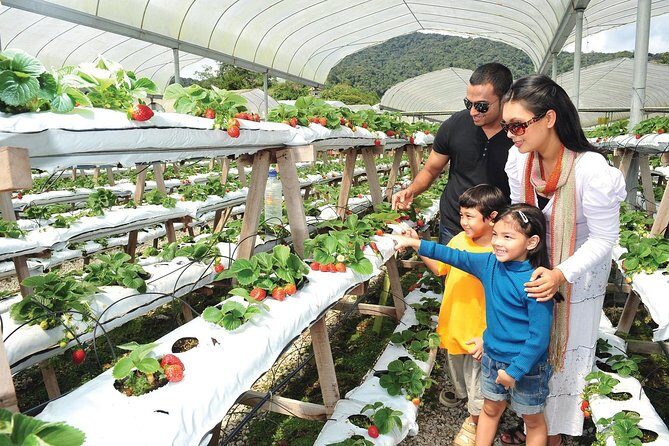 Private Nature Trip to Cameron Highlands from Kuala Lumpur - Price and value: is $145 per person a fair deal?