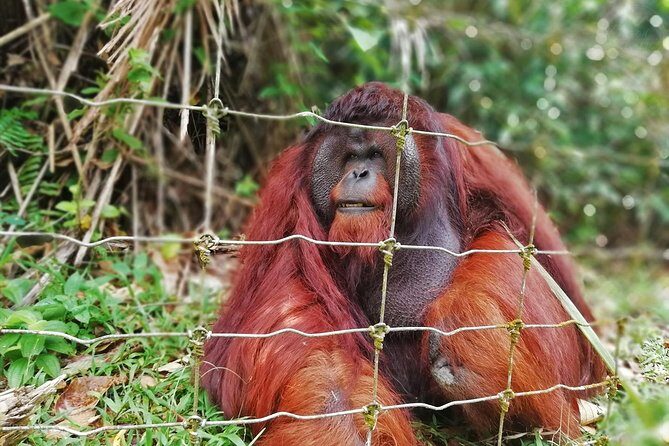 Private Tour: Ipoh Secrets Taiping Heritage & Orang Utan Island - Getting from Ipoh to Taiping on a tight 9–10 hour loop