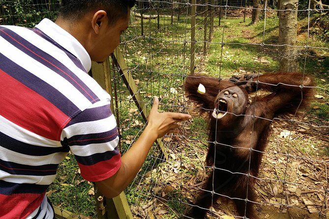 Private Tour: Ipoh Secrets Taiping Heritage & Orang Utan Island - Taiping heritage on the move: tin-mining roots, incense craft, and cave-temple surprises