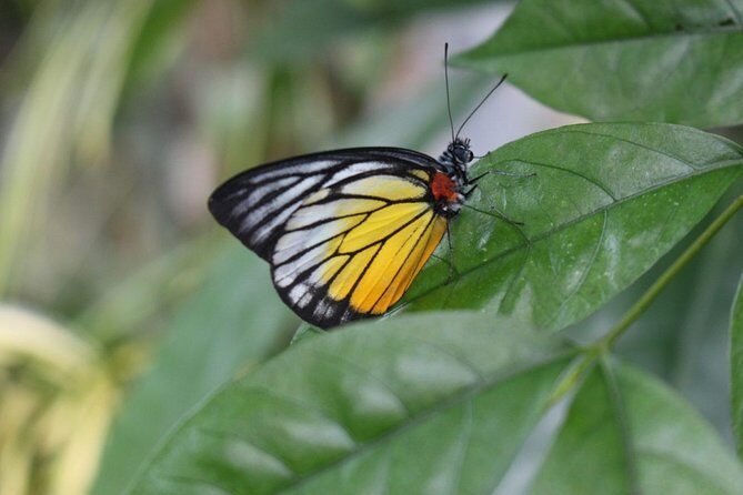 Private Tour to The Best of Animal Attractions in Kuala Lumpur - KL Bird Park: seeing more than just a few tame birds
