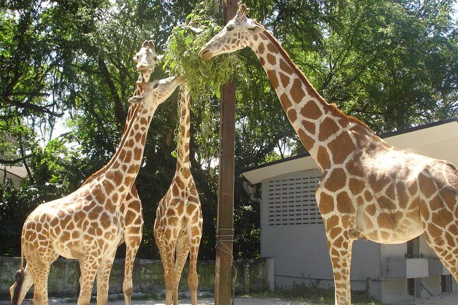 Private Tour to The Best of Animal Attractions in Kuala Lumpur - Zoo Negara on 110 acres: pace it so you don’t miss the good stuff