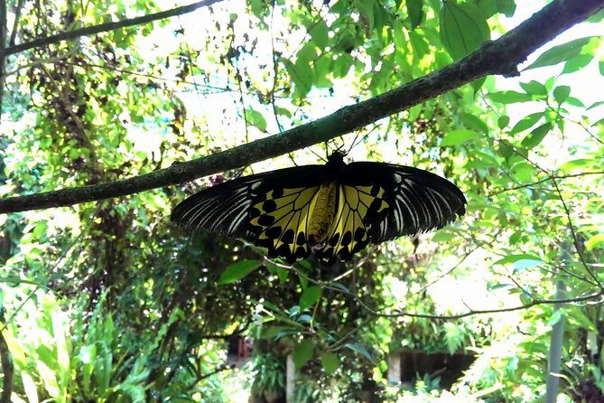 Private Tour to The Best of Animal Attractions in Kuala Lumpur - Who this tour suits best (and who might not love it)