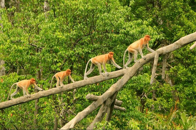 Proboscis Monkey and Fireflies River Cruise - Key things to know before you go