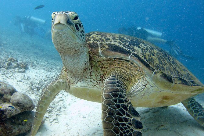 RAID Try-Dive Experience in Kota Kinabalu - Key highlights at a glance