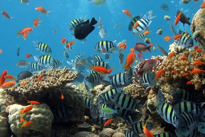 RAID Try-Dive Experience in Kota Kinabalu - Kota Kinabalu’s Marine Park: why this is built for first-timers