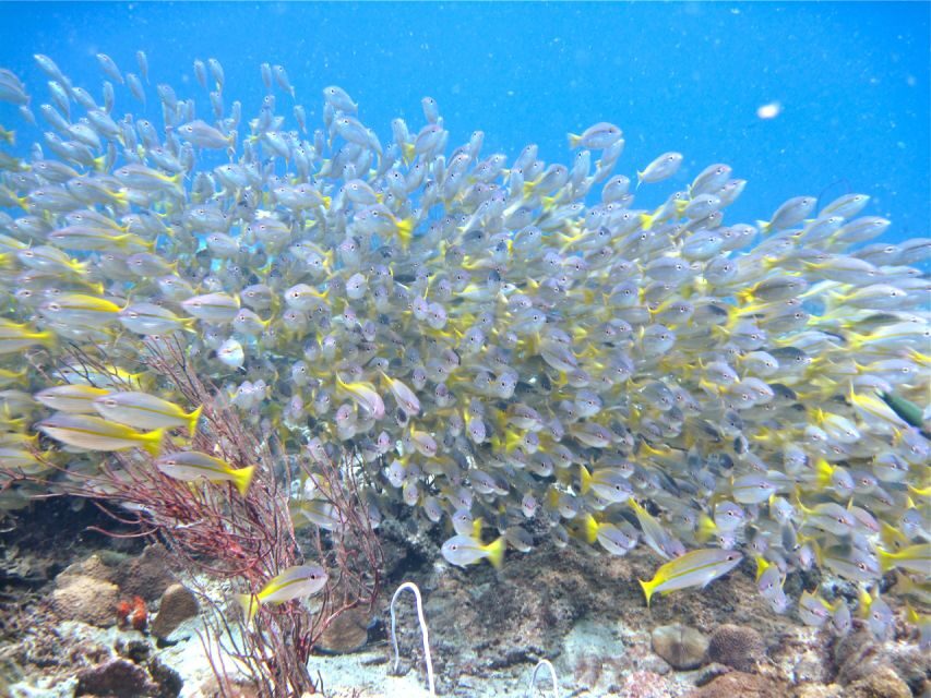 RAID Try-Dive in Kota Kinabalu, Sabah - Price and value: what $112 really covers