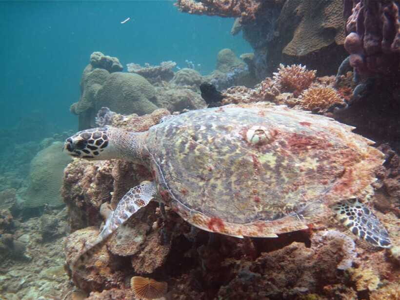 RAID Try-Dive in Kota Kinabalu, Sabah - Who should book this trial scuba experience