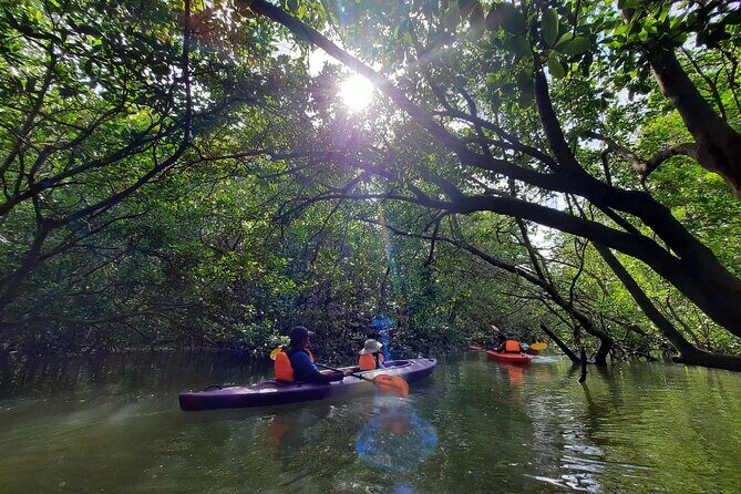 River Exploration and Mangrove Nature Tour by kayaking - Stop-by-stop: how the day unfolds without feeling rushed