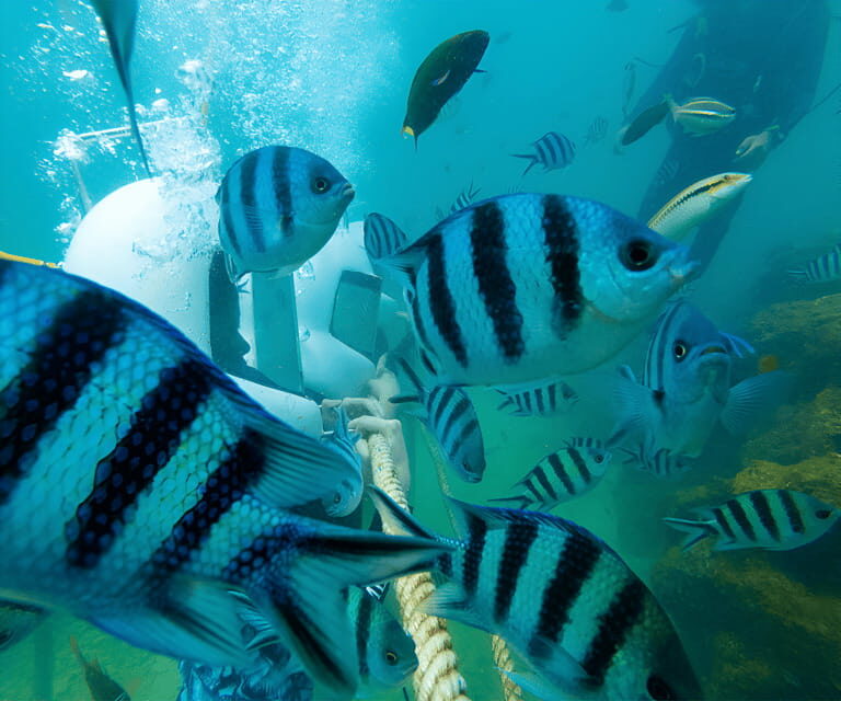 Sabah: Dreamer Island Snorkeling Day Tour Ticket - What happens once you reach Dreamer Island Resort